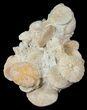 Fossil Sand Dollar (Heliophora) Cluster - Boujdour, Morocco #14156-1